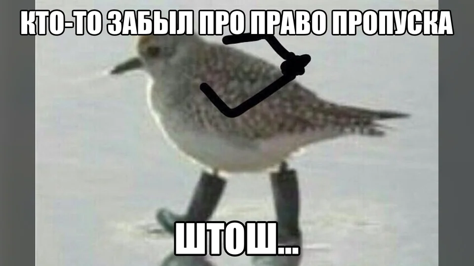 Птица «Штош» готовится обсудить забытое право пропуска